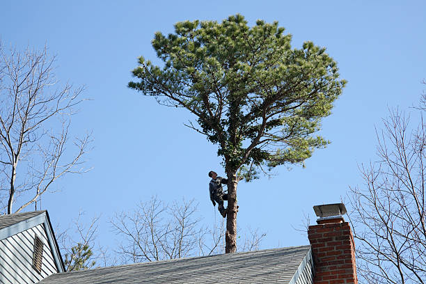 Best Utility Line Clearance  in Galena, IN