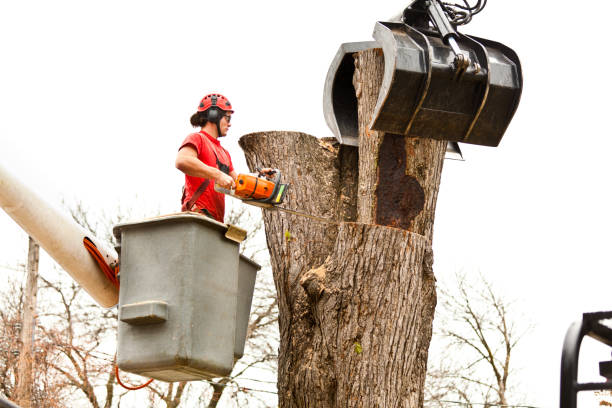 Best Stump Grinding and Removal  in Galena, IN